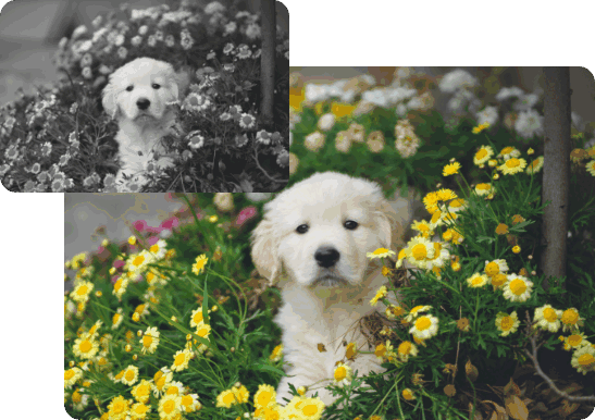 用AI科技為黑白照片上色