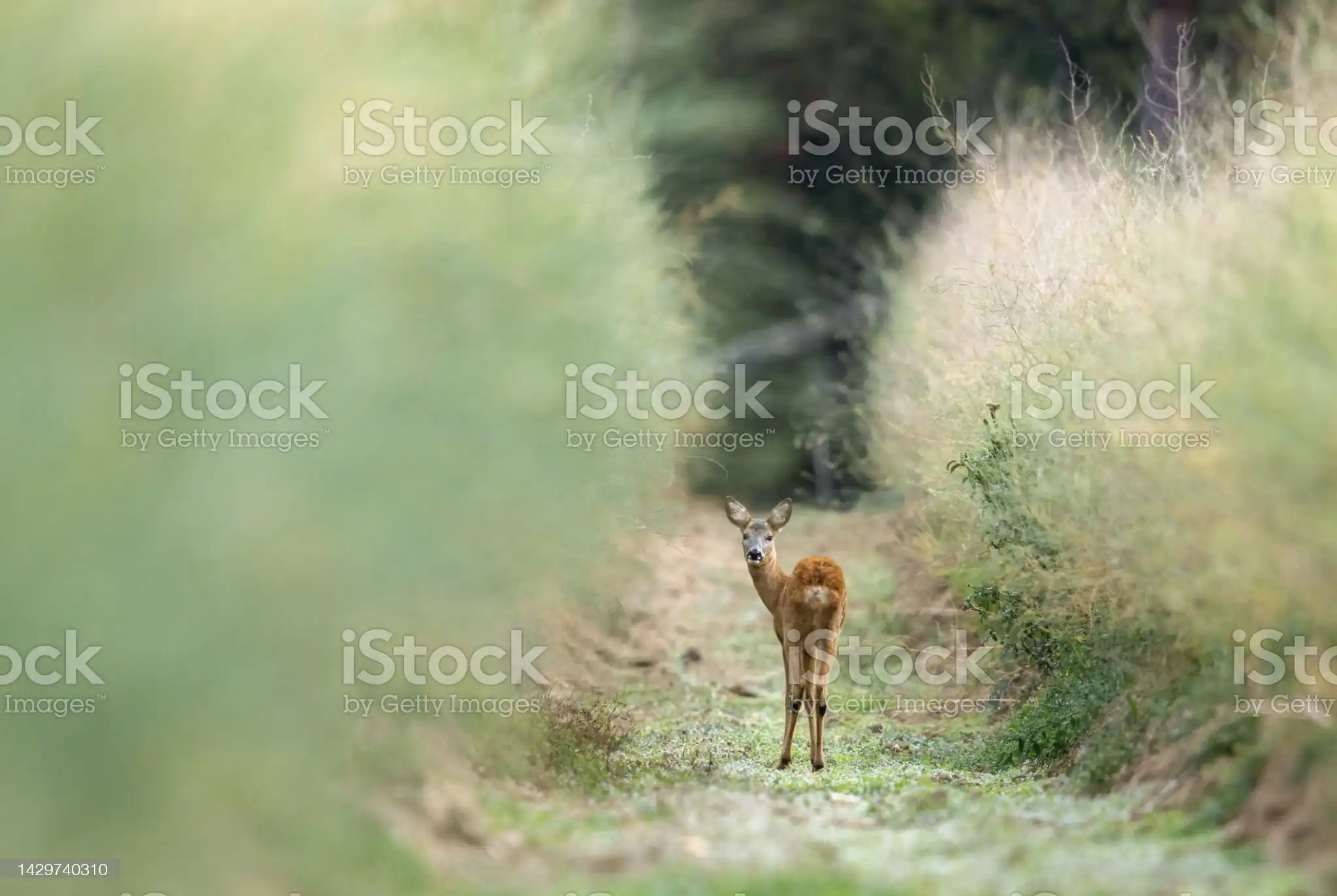 istock photo watermark