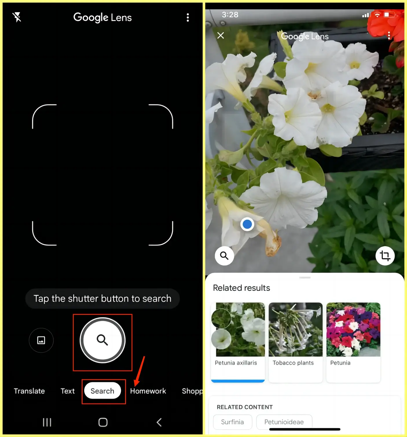 how to identify a plant from a picture on android with google lens