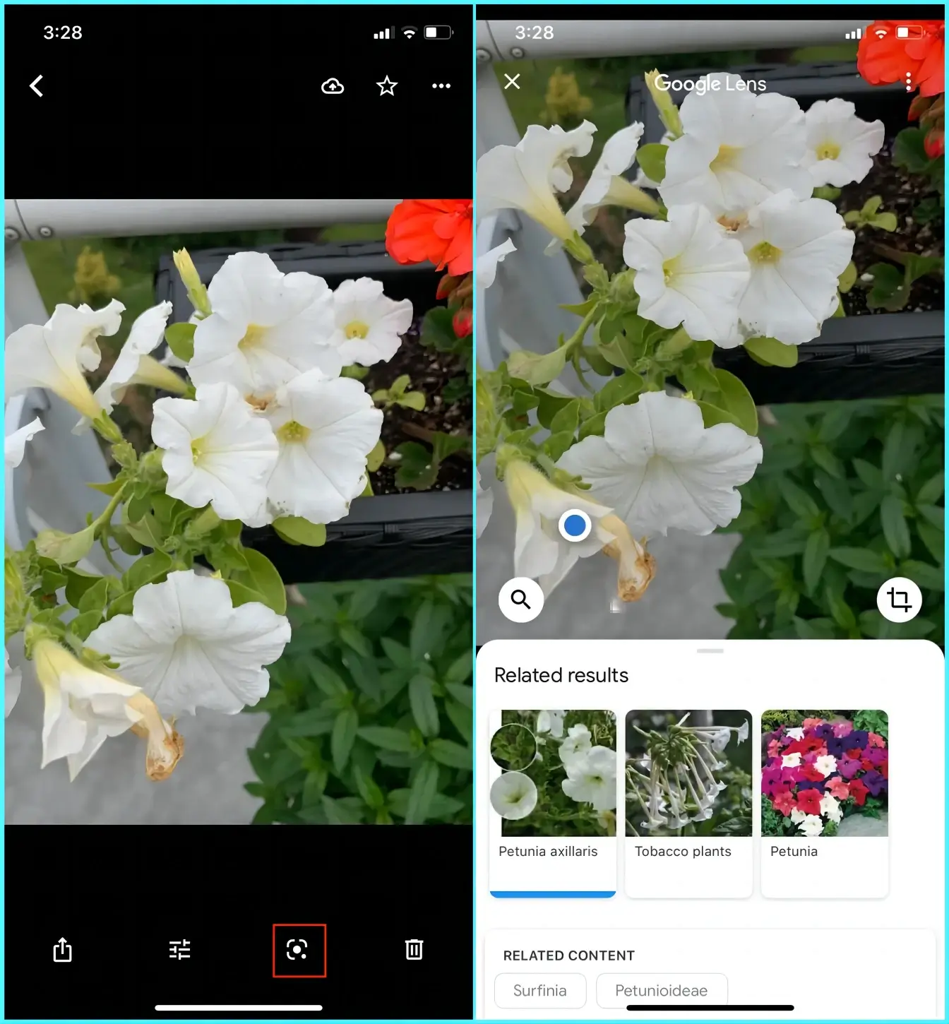 how to identify a plant from a picture on iphone with google lens 2