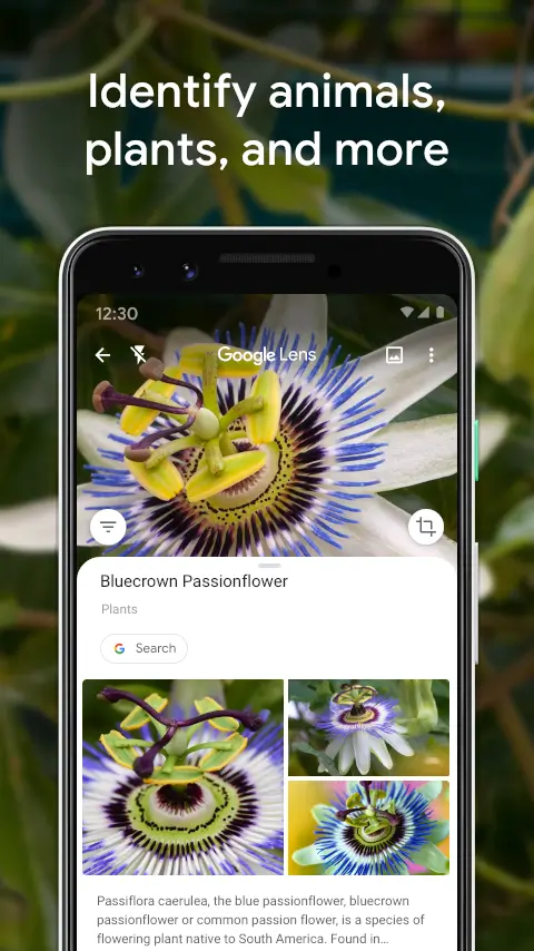 google lens object identifier